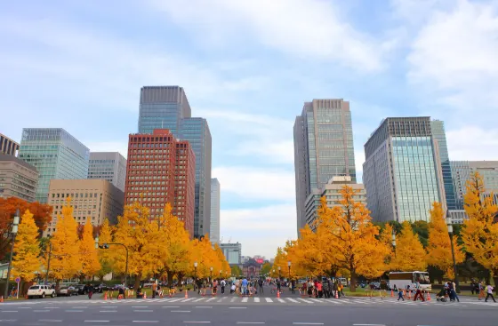 Gyoko-dori Ginkgo Avenue, photo 2