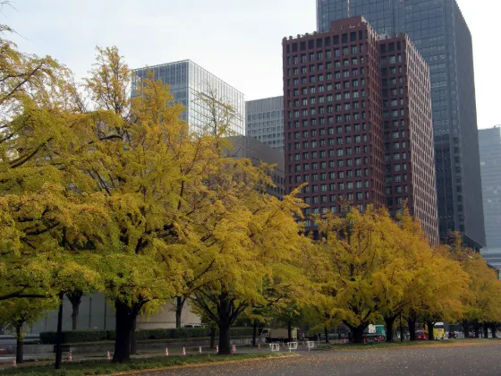 Gyoko-dori Ginkgo Avenue, photo 3