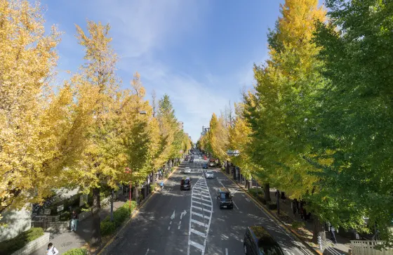 Hachioji Koshu Kaido Ginkgo Avenue, photo 2
