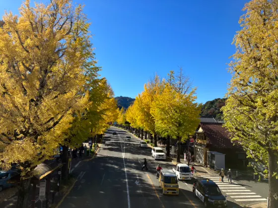 Hachioji Koshu Kaido Ginkgo Avenue, photo 3