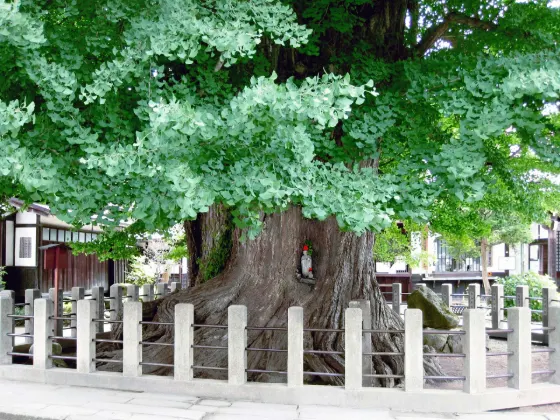 Hida Kokubun-ji Ginkgo, photo 2