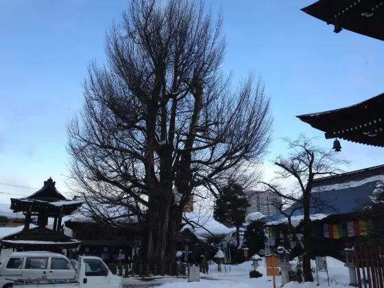 Hida Kokubun-ji Ginkgo, photo 3