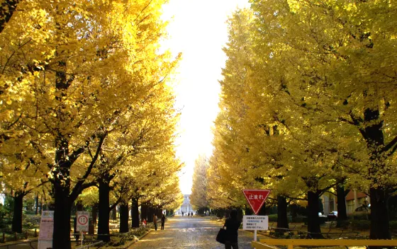 Keio University Hiyoshi Ginkgo Avenue, photo 2