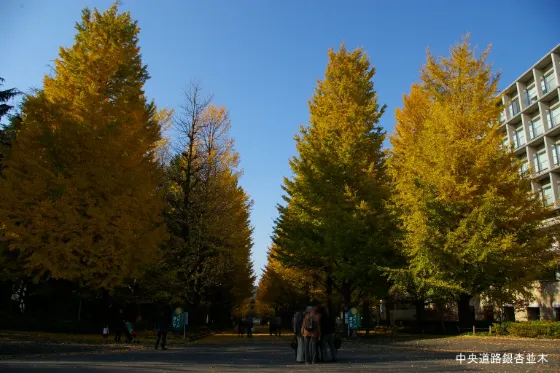 Keio University Hiyoshi Ginkgo Avenue, photo 3