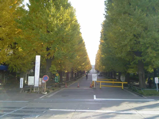 Keio University Hiyoshi Ginkgo Avenue, photo 4