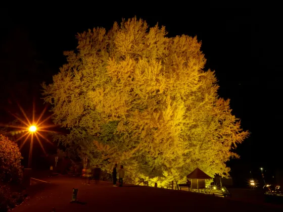 Kitakanegasawa Ginkgo, photo 2