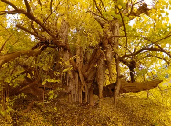 Kitakanegasawa Ginkgo, photo 3