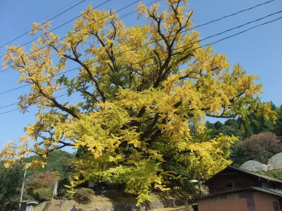 Kumamoto Castle Ginkgo, photo 2