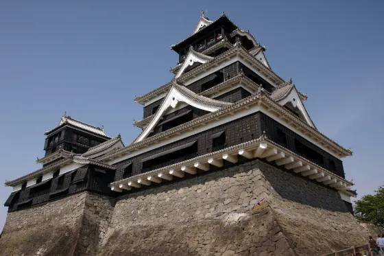 Kumamoto Castle Ginkgo, photo 3