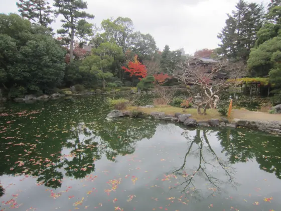 Kyoto Gyoen Ginkgo, photo 2