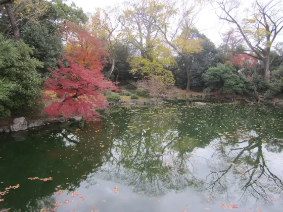 Kyoto Gyoen Ginkgo, photo 3