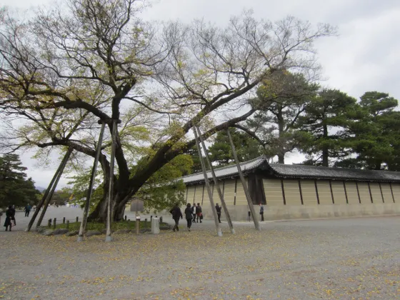 Kyoto Gyoen Ginkgo, photo 4
