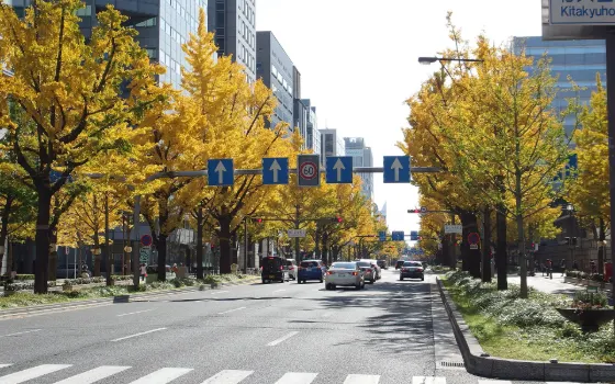 Midosuji Ginkgo Avenue, photo 4