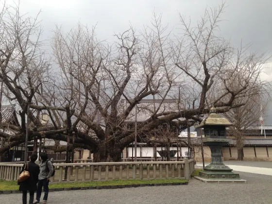 Nishi Hongan-ji Water-spouting Ginkgo, photo 3