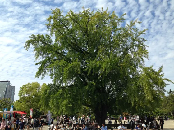Osaka Castle Park Ginkgo, photo 2
