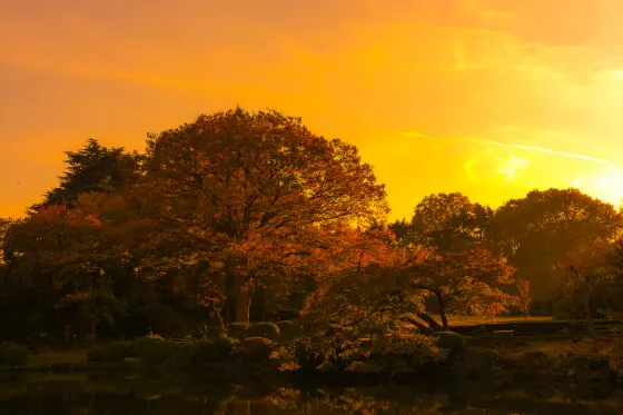 Shinjuku Gyoen Ginkgo, photo 2