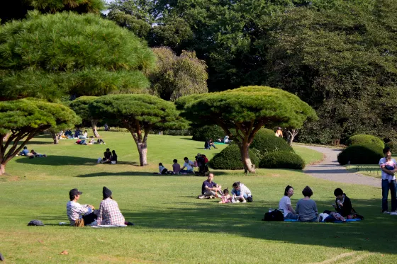 Shinjuku Gyoen Ginkgo, photo 3