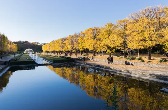 Showa Kinen Park Ginkgo Avenue, photo 2