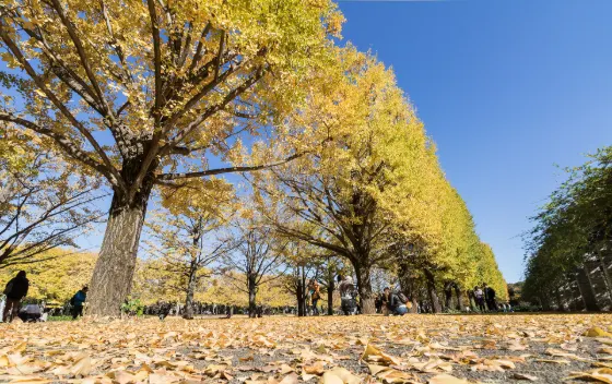 Showa Kinen Park Ginkgo Avenue, photo 3