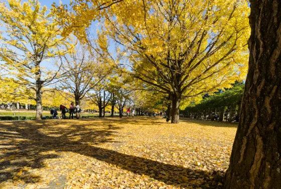 Showa Kinen Park Ginkgo Avenue, photo 4