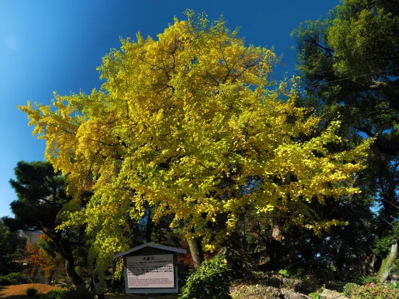 Shukkeien A-bombed Ginkgo, photo 2