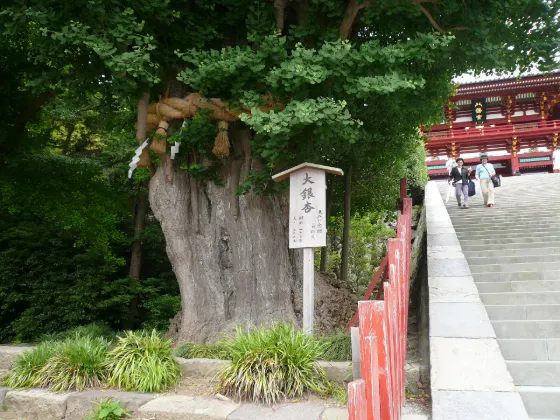 Tsurugaoka Hachimangu Ginkgo, photo 2