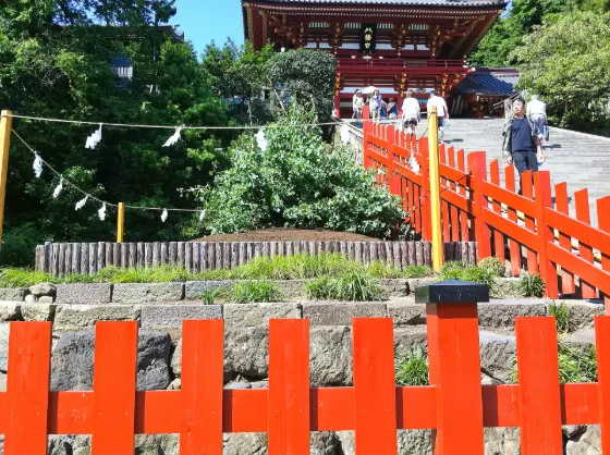 Tsurugaoka Hachimangu Ginkgo, photo 3