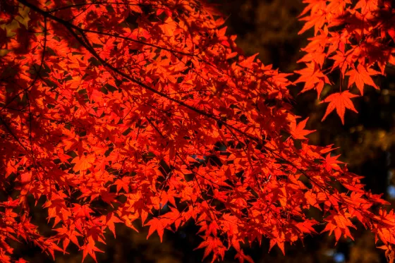 Ueda Castle Ginkgo, photo 2
