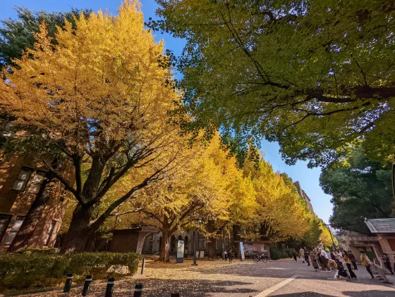 University of Tokyo Ginkgo Avenue, photo 2