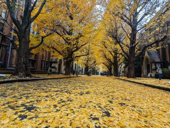 University of Tokyo Ginkgo Avenue, photo 3