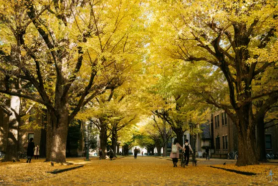 University of Tokyo Ginkgo Avenue, photo 4