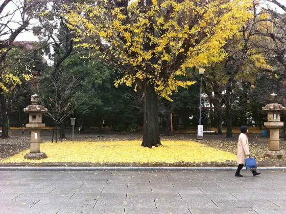 Yasukuni Shrine Ginkgo, photo 2