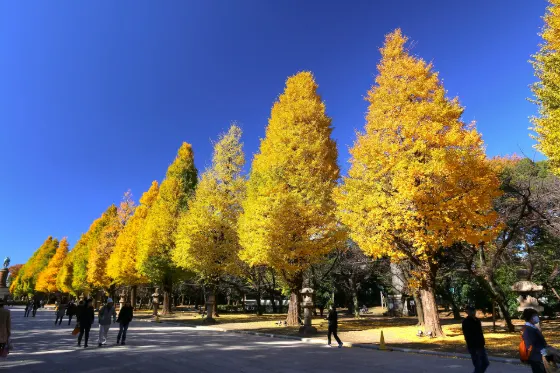 Yasukuni Shrine Ginkgo, photo 3