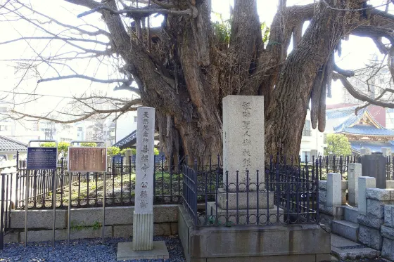 Zenpuku-ji Temple Upside-down Ginkgo, photo 2