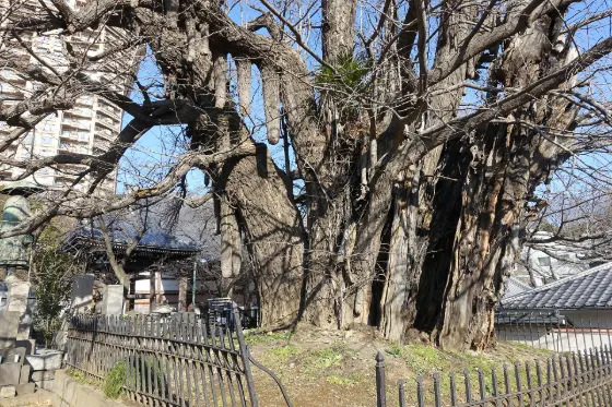 Zenpuku-ji Temple Upside-down Ginkgo, photo 3
