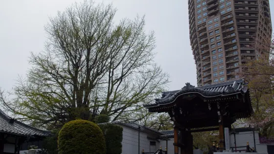 Zenpuku-ji Temple Upside-down Ginkgo, photo 4