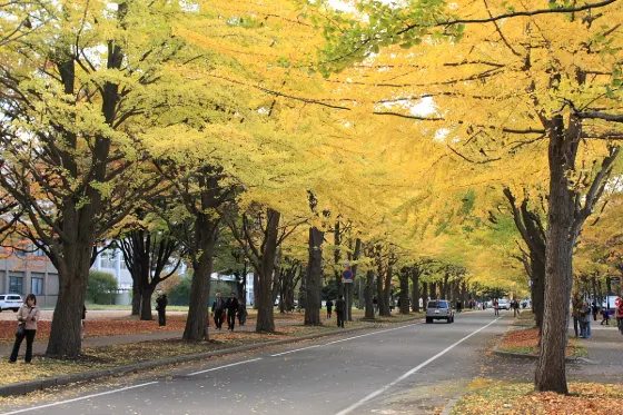 Hokkaido University Ginkgo Avenue, photo 2