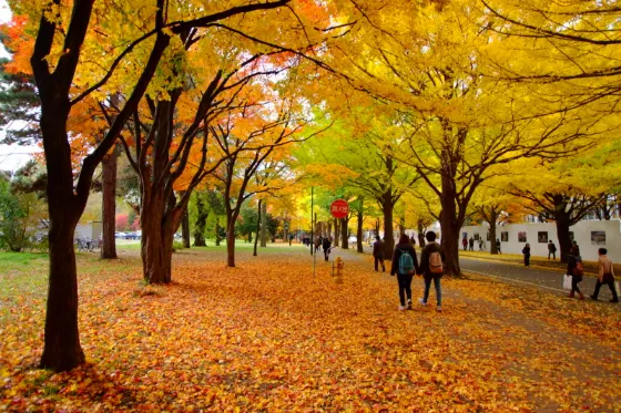 Hokkaido University Ginkgo Avenue, photo 3