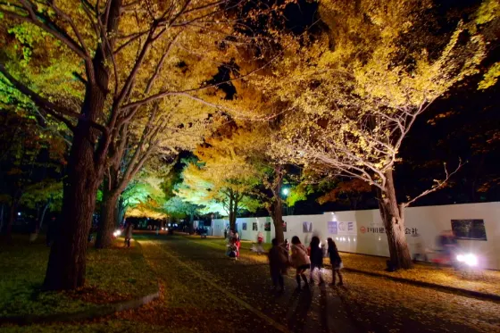 Hokkaido University Ginkgo Avenue, photo 4
