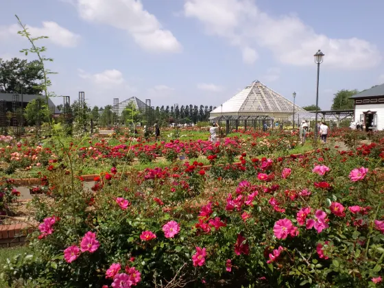 Iwamizawa Park Rose Garden, photo 2