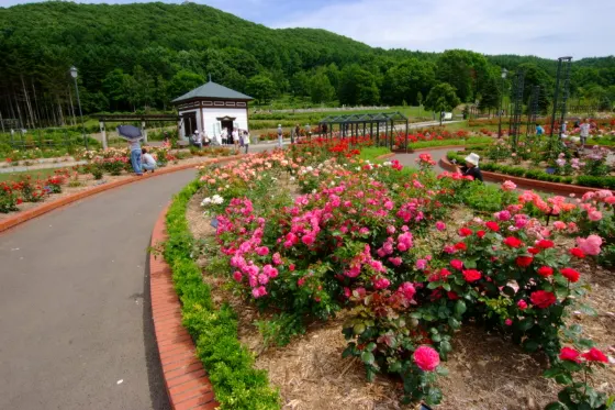 Iwamizawa Park Rose Garden, photo 3