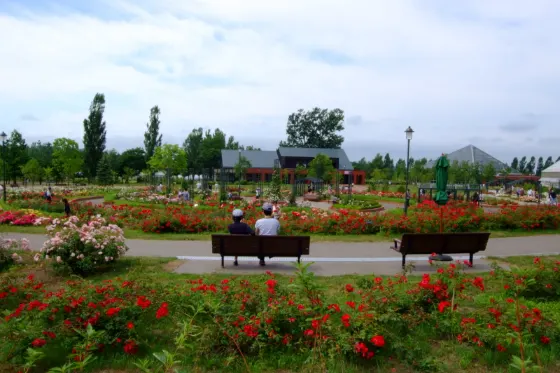 Iwamizawa Park Rose Garden, photo 4