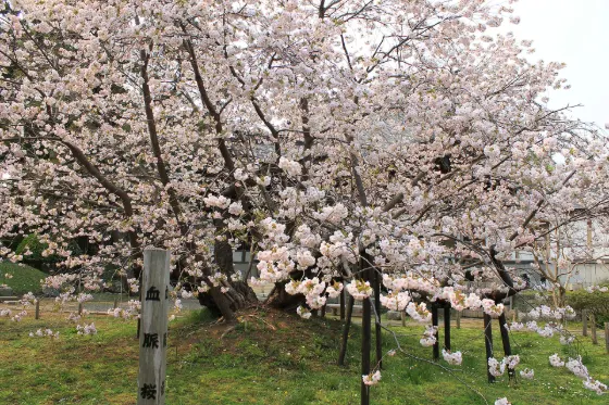 Kechimyaku-zakura (Matsumae), photo 2