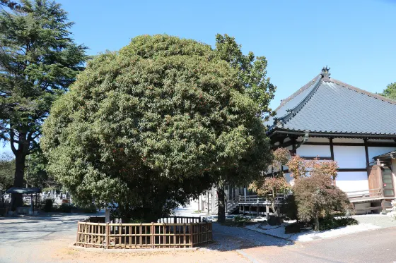 Kezo-ji Temple Kinmokusei, photo 3
