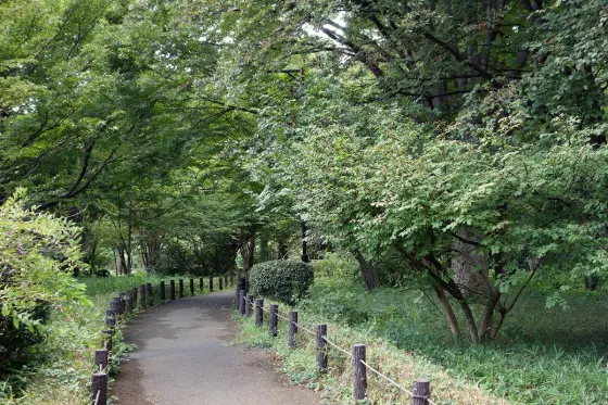 Kitanomaru Park Kinmokusei, photo 2