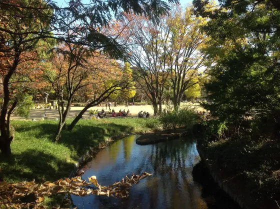 Kitanomaru Park Kinmokusei, photo 3