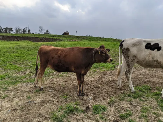 Mother Farm, photo 4