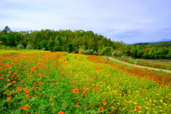Takino Suzuran Hillside Park, photo 2