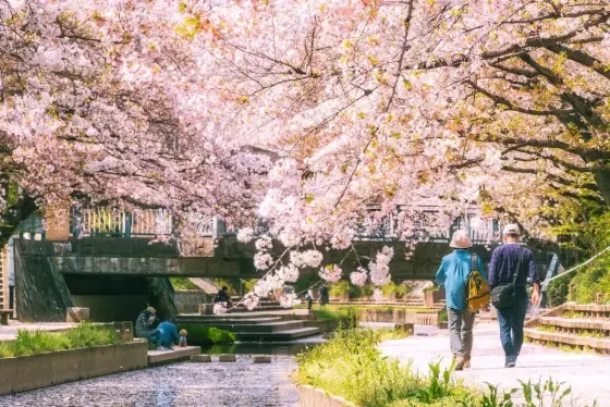 Motoara River Cherry Blossom Avenue, photo 2