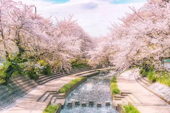 Motoara River Cherry Blossom Avenue, photo 3